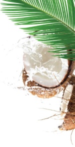 coconut palm